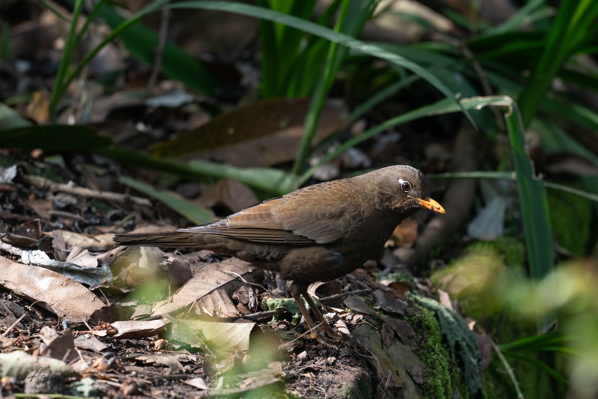 Gray-winged Blackbird - ML633161363