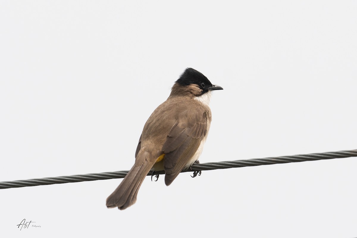 Brown-breasted Bulbul - ML633161371