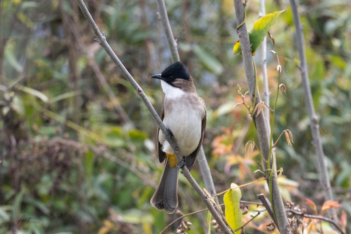 Brown-breasted Bulbul - ML633161372