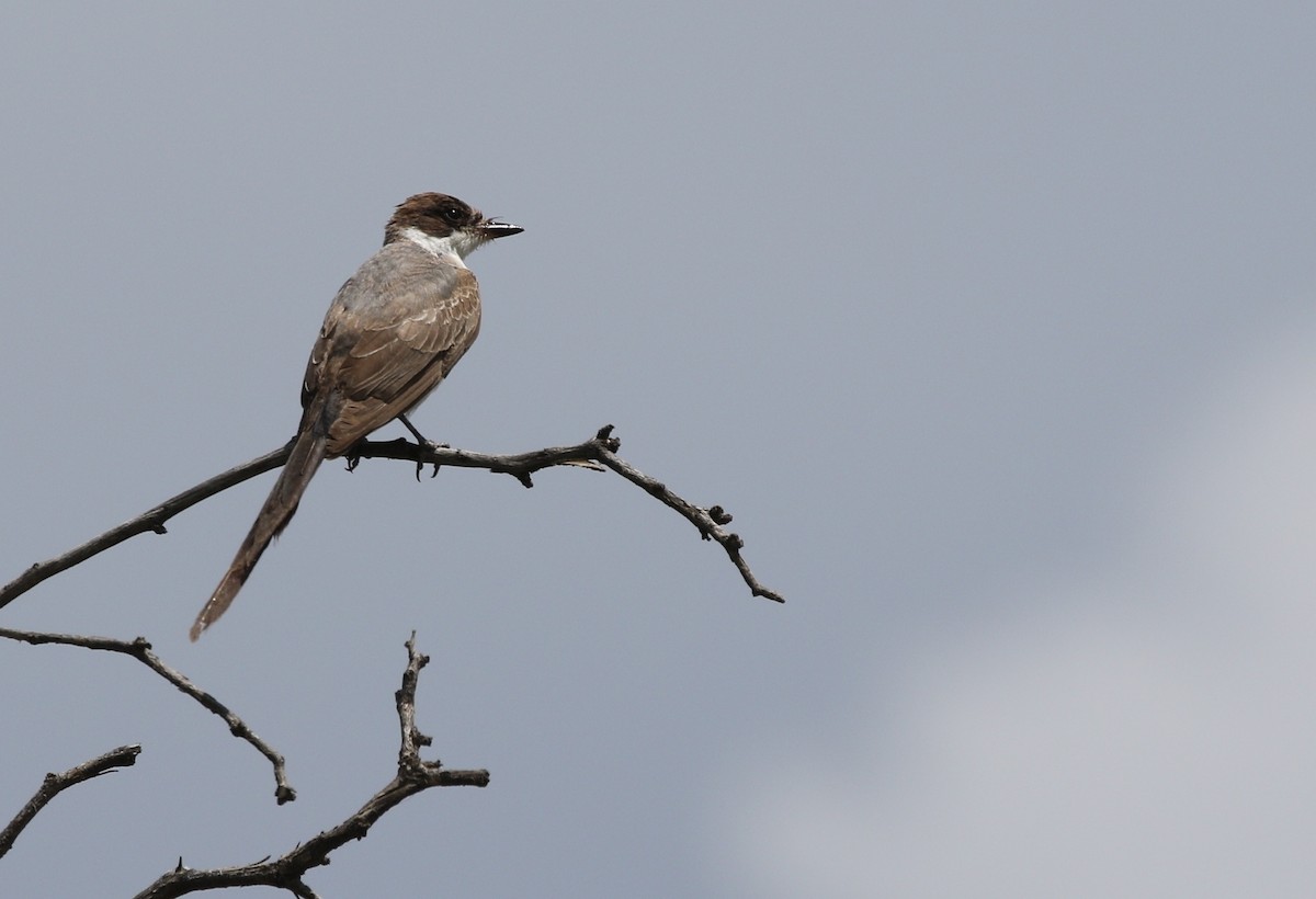 Fork-tailed Flycatcher - ML633161387