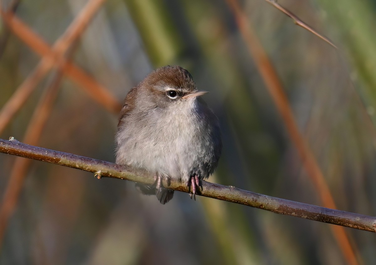 Cetti's Warbler - ML633161409