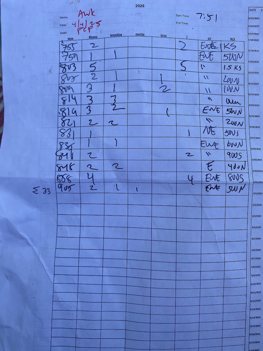 Common Loon - ML633161635