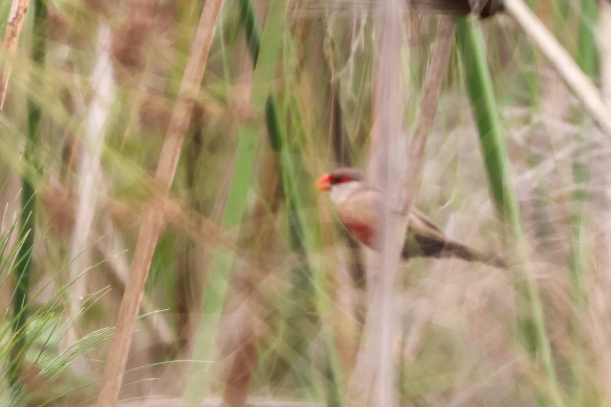 Common Waxbill - ML633161883