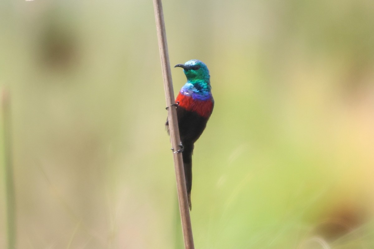 Red-chested Sunbird - ML633161888