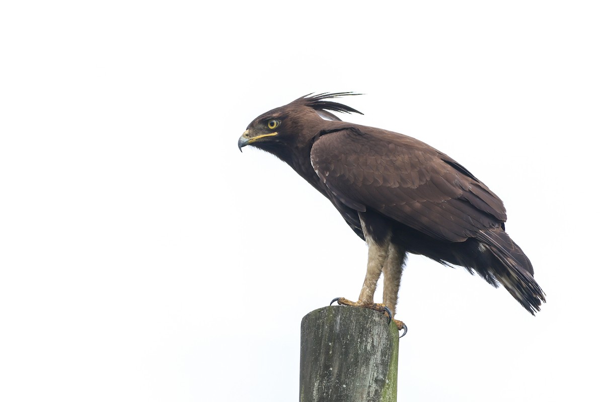 Long-crested Eagle - ML633161896