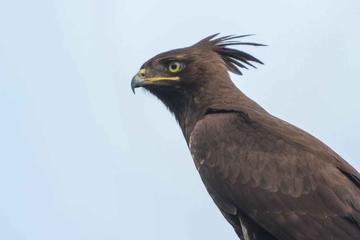 Long-crested Eagle - ML633161897