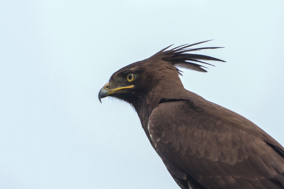 Long-crested Eagle - ML633161898