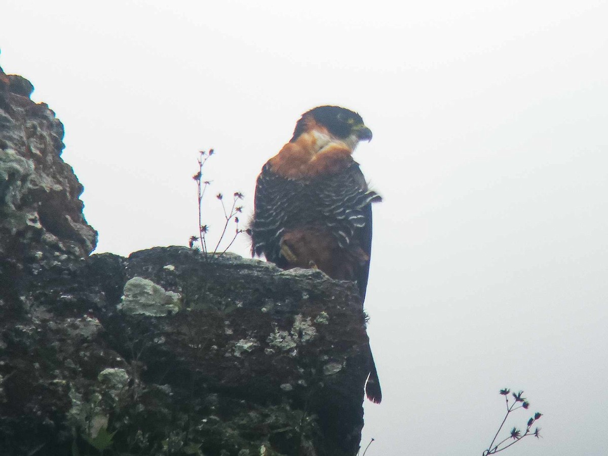 Orange-breasted Falcon - ML633162037