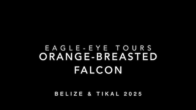 Orange-breasted Falcon - ML633162061