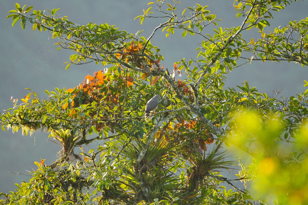 Roadside Hawk - ML633162100