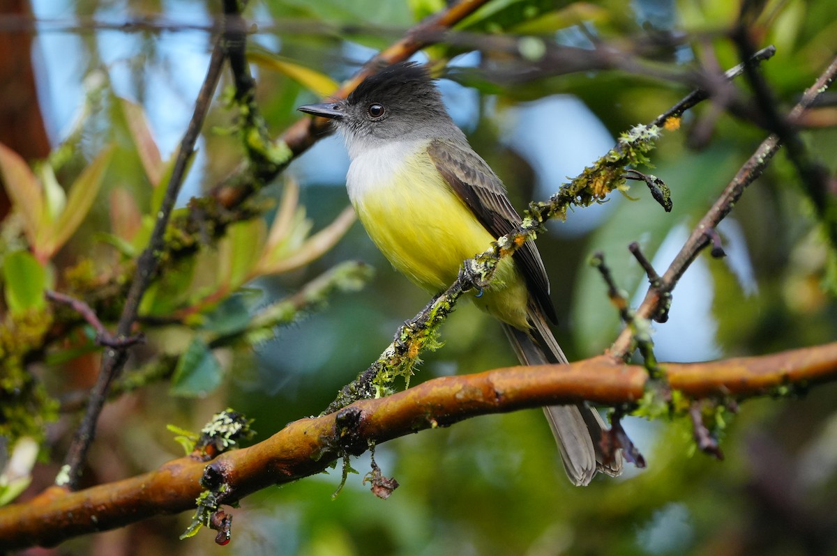 Dusky-capped Flycatcher - ML633162180