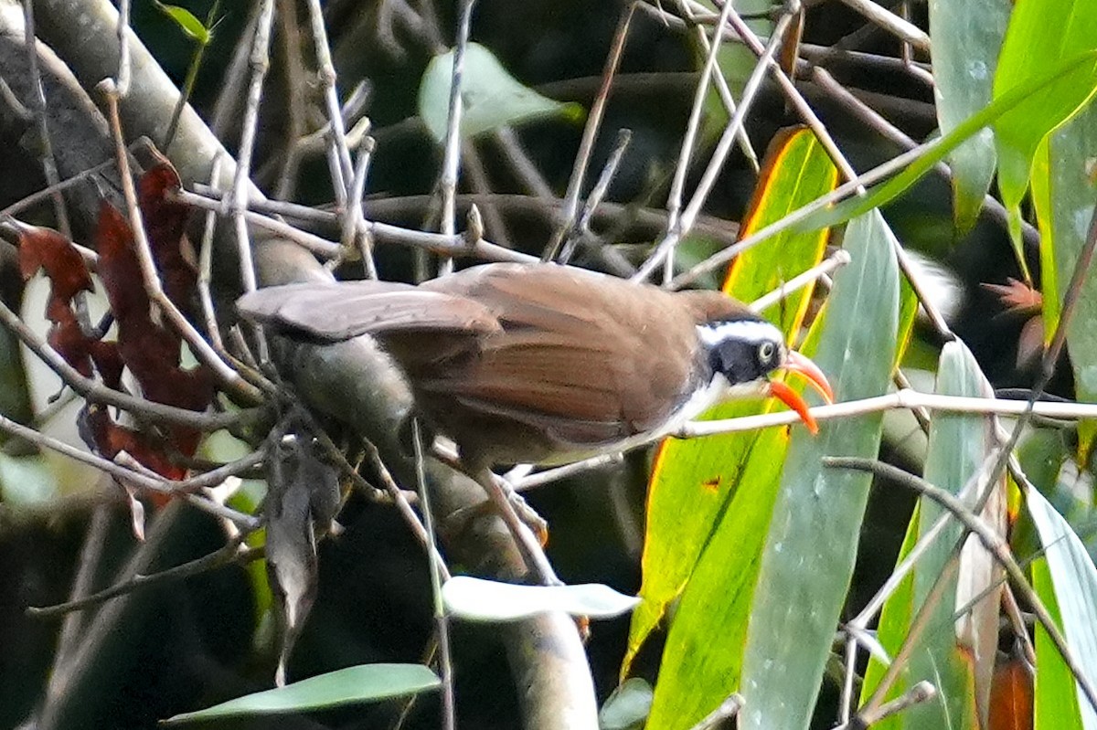 Brown-crowned Scimitar-Babbler - ML633162261