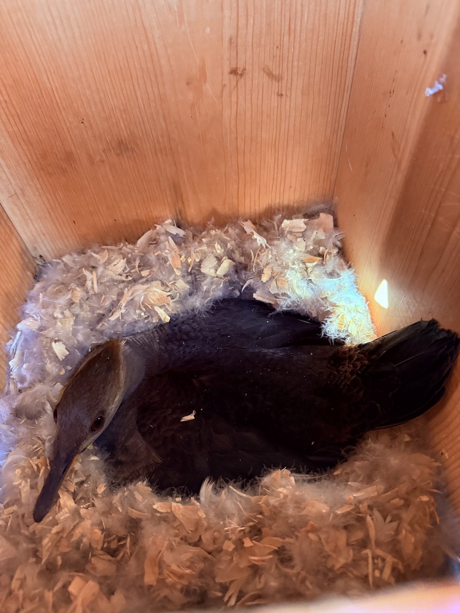 Hooded Merganser - ML633162331