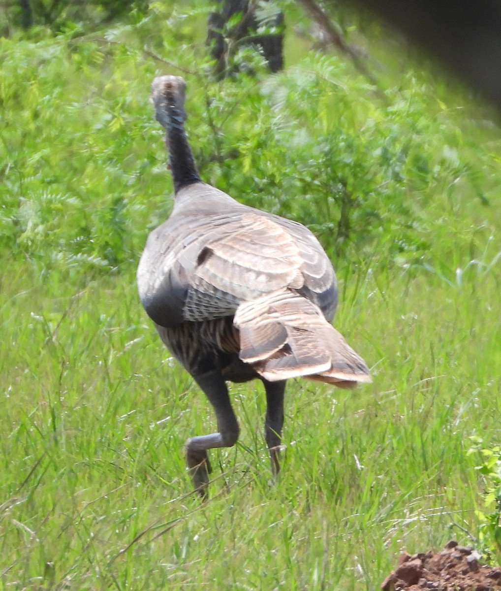 Wild Turkey - ML633162428