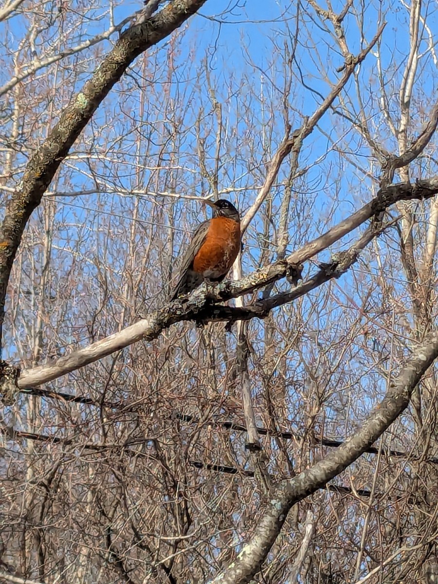 American Robin - ML633162527