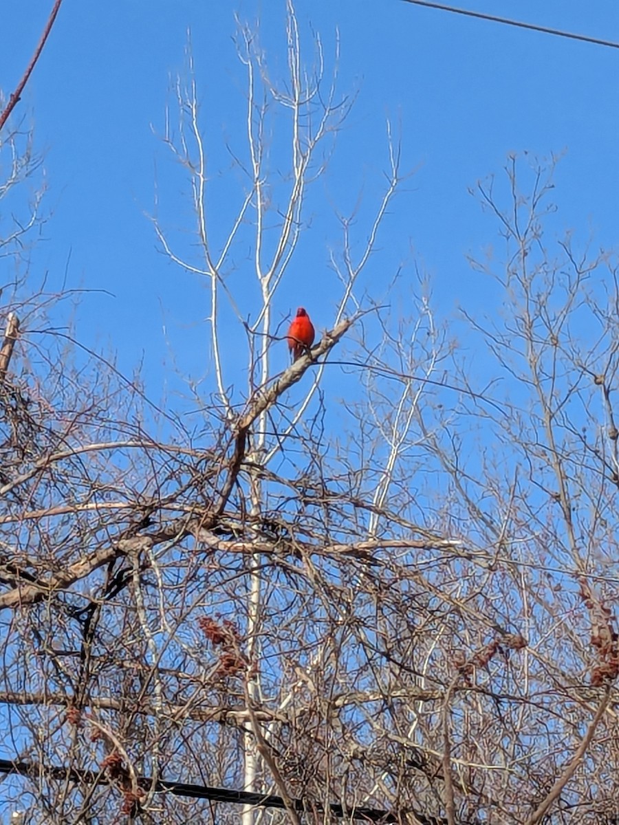 Northern Cardinal - ML633162543
