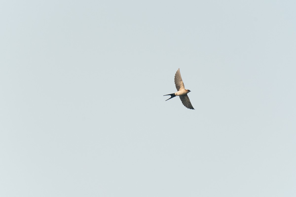Eastern Red-rumped Swallow (Striated) - ML633162720