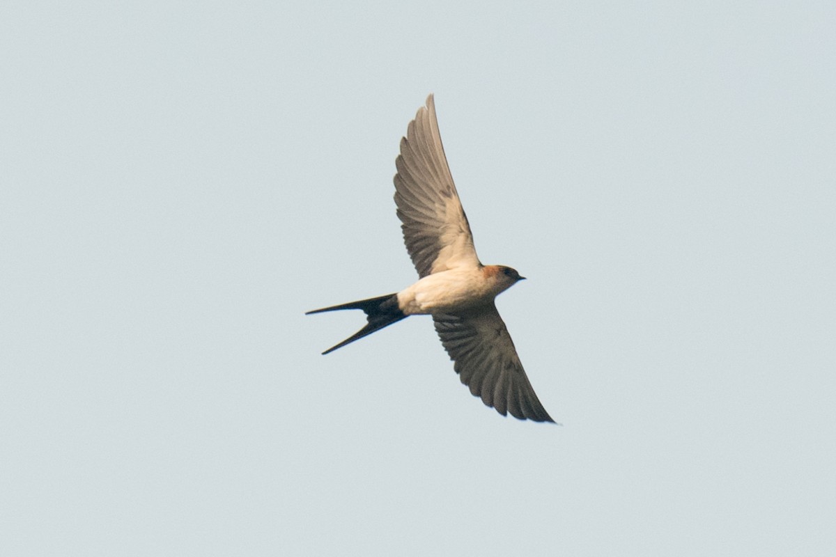 Eastern Red-rumped Swallow (Striated) - ML633162724