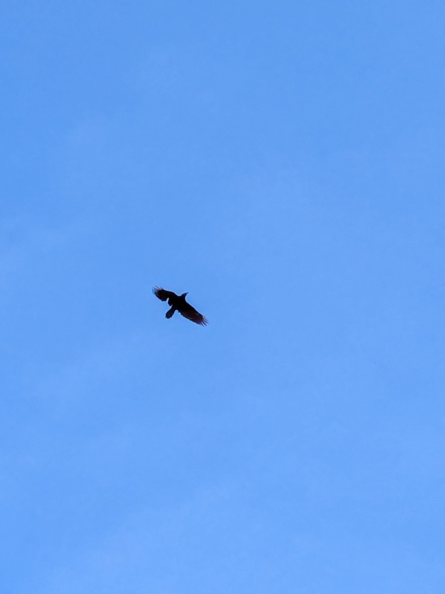 Common Raven - ML633162728