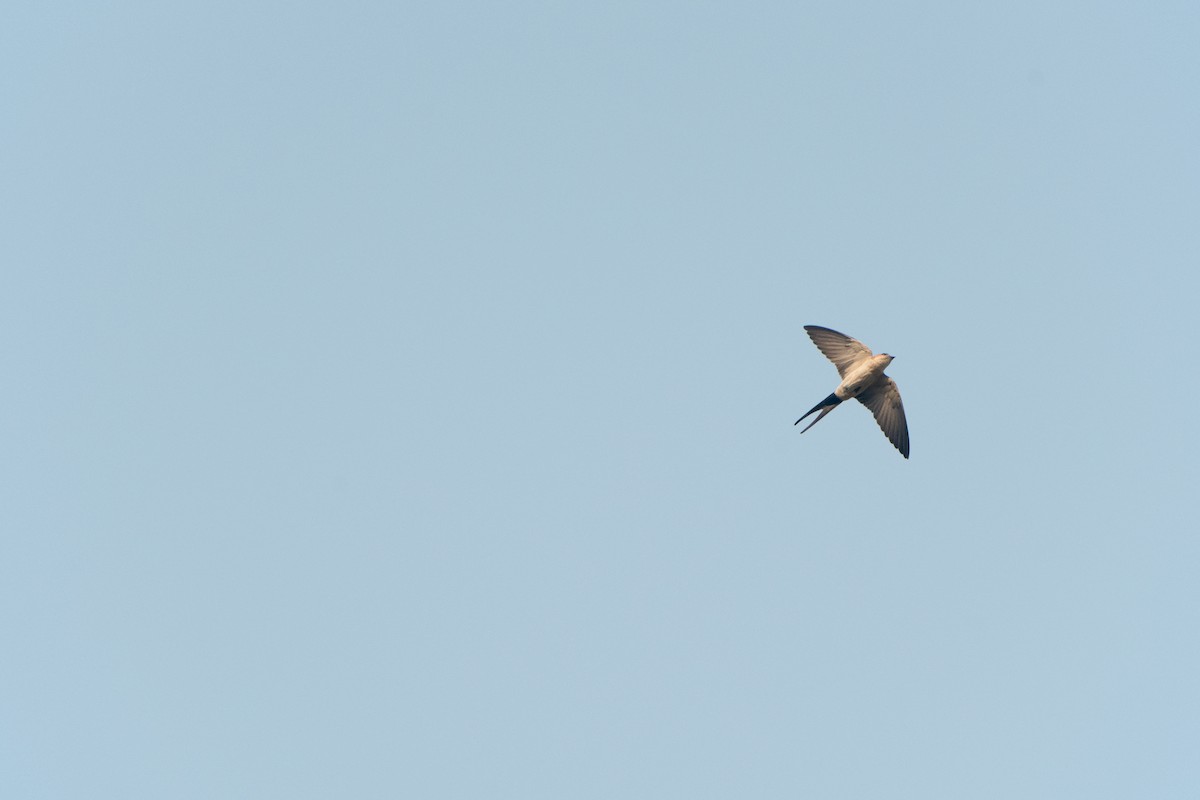 Eastern Red-rumped Swallow (Striated) - ML633162730