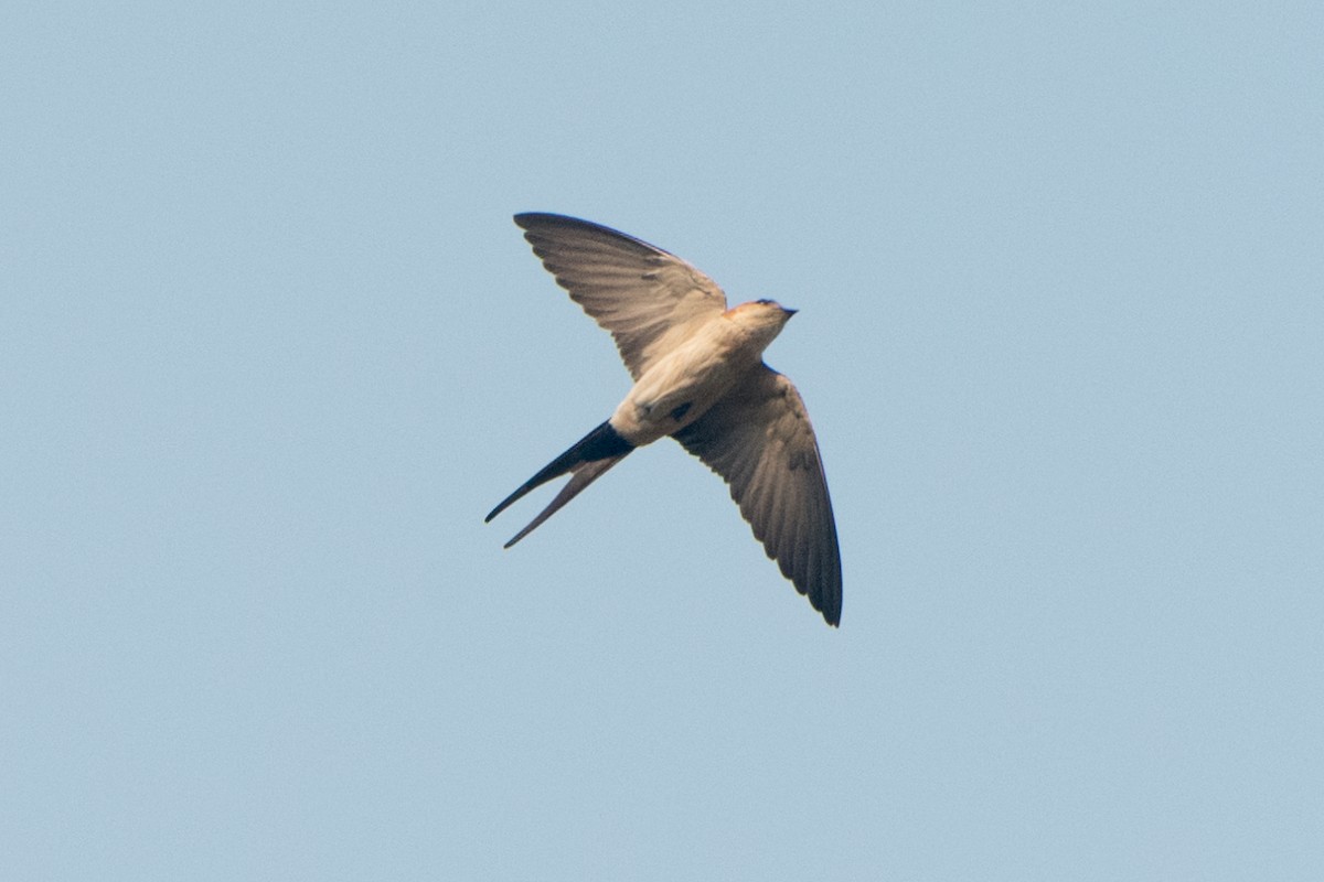 Eastern Red-rumped Swallow (Striated) - ML633162738