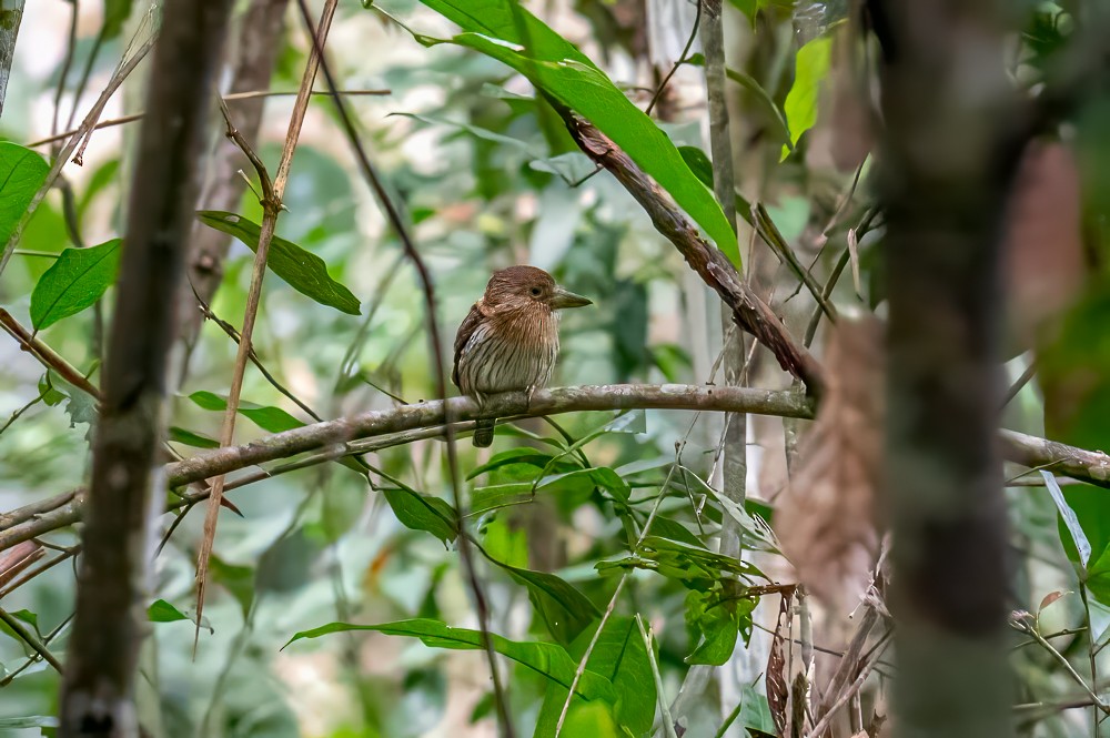 Schwarzmantel-Faulvogel - ML633162819