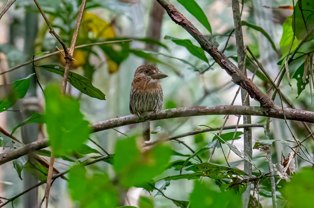 Schwarzmantel-Faulvogel - ML633162820