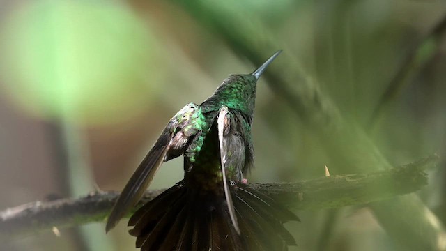 Colibri à queue bronzée - ML633162833