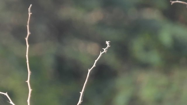 Striated Grassbird - ML633162892