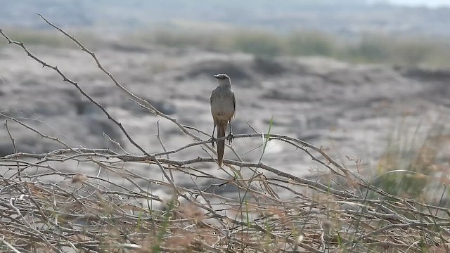 Striated Grassbird - ML633162950