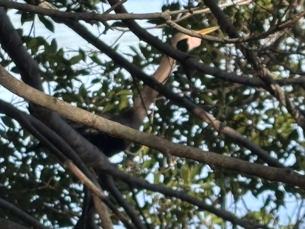 Anhinga - ML633162966