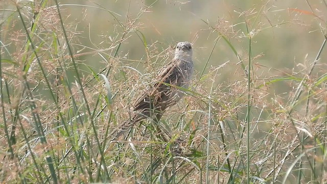 Striated Grassbird - ML633162974