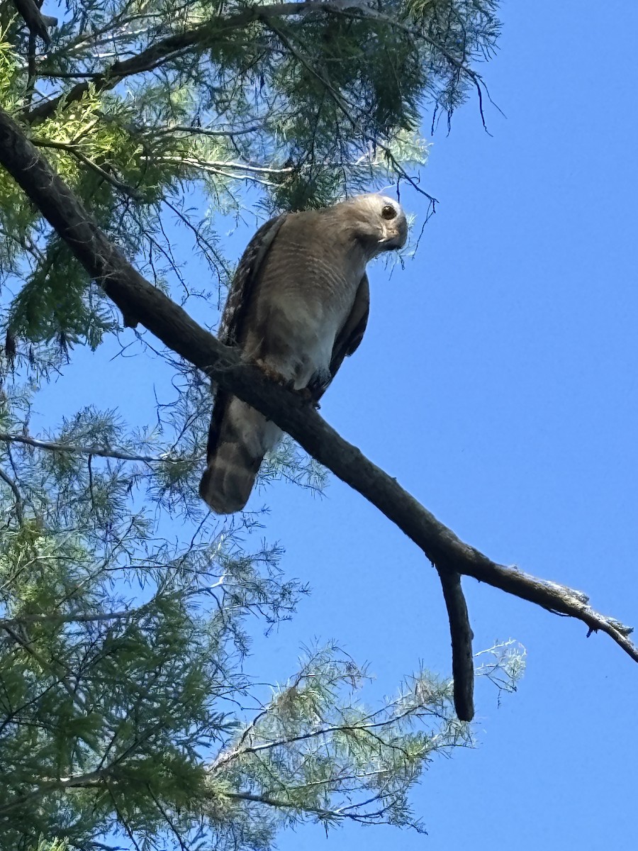 Red-shouldered Hawk - ML633162981