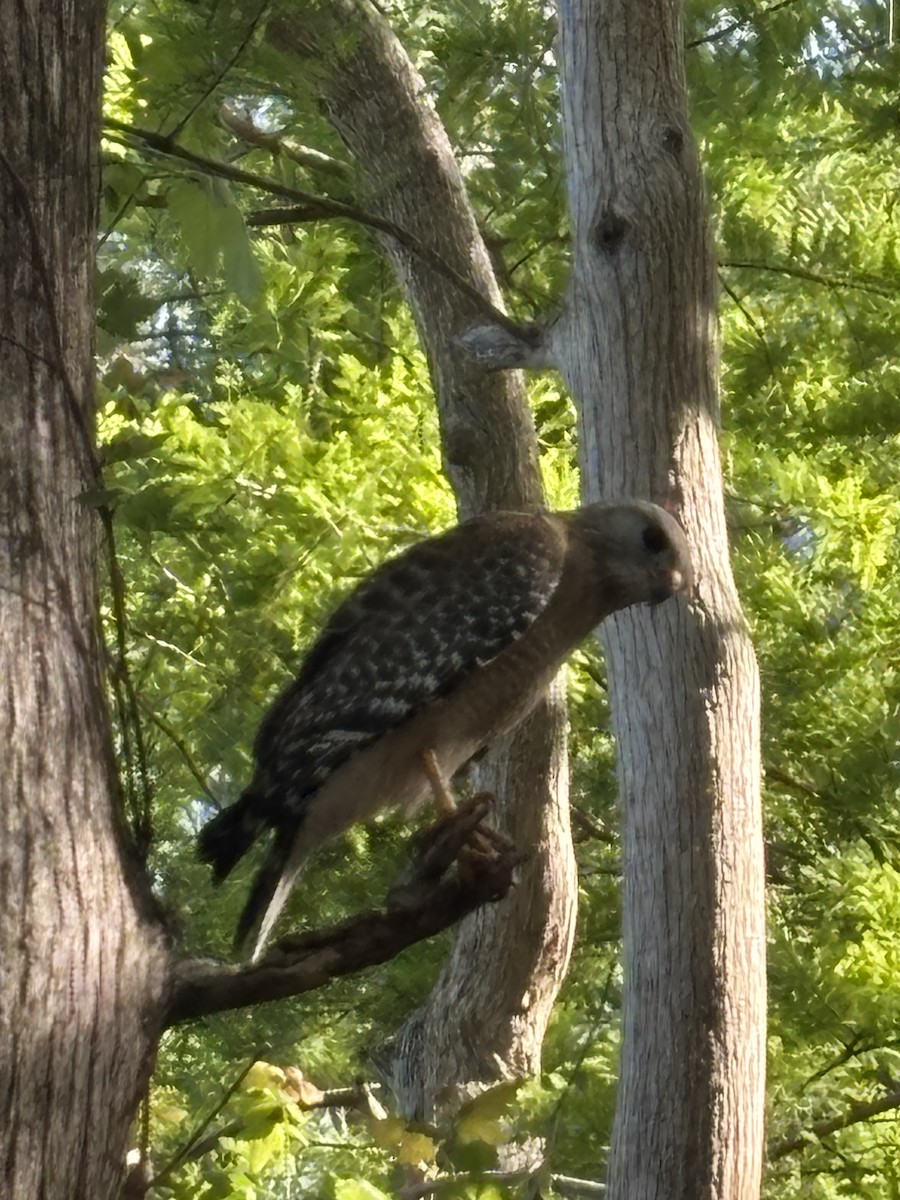 Red-shouldered Hawk - ML633162982