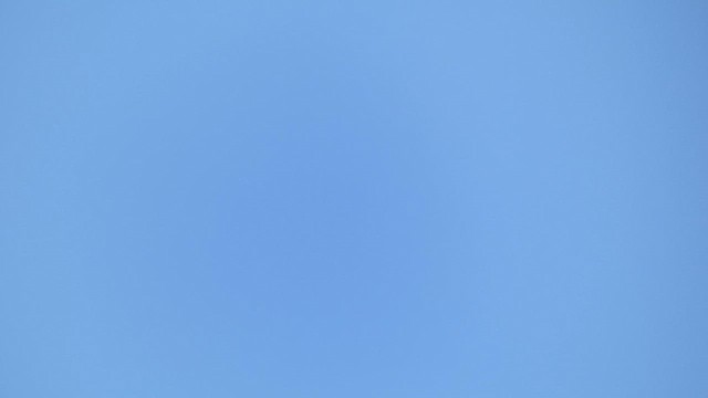 European Bee-eater - ML633163033