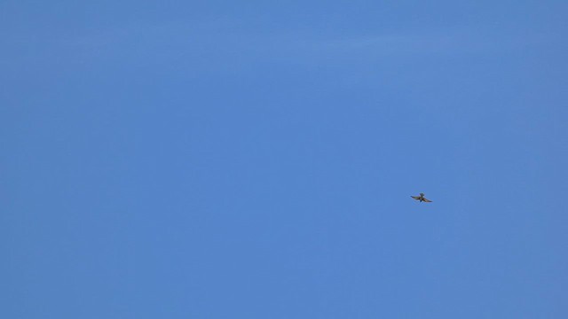 European Bee-eater - ML633163034