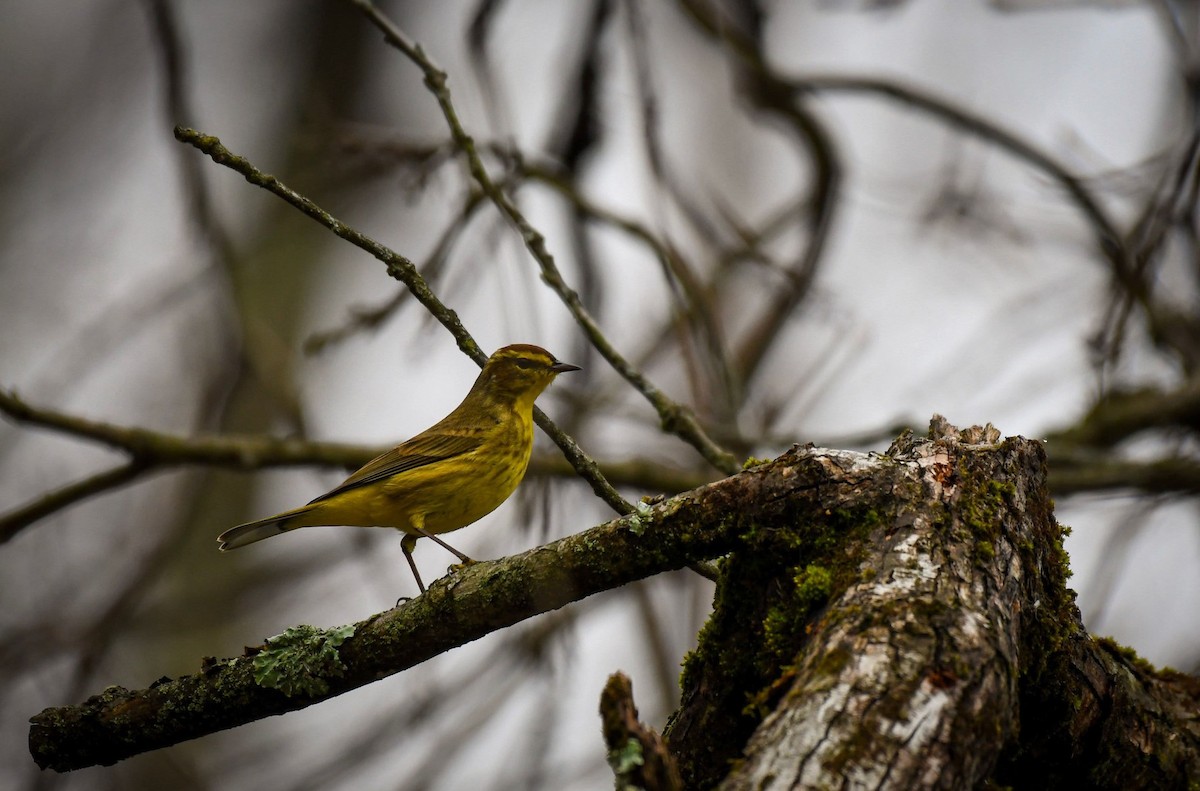 Palm Warbler - ML633163087