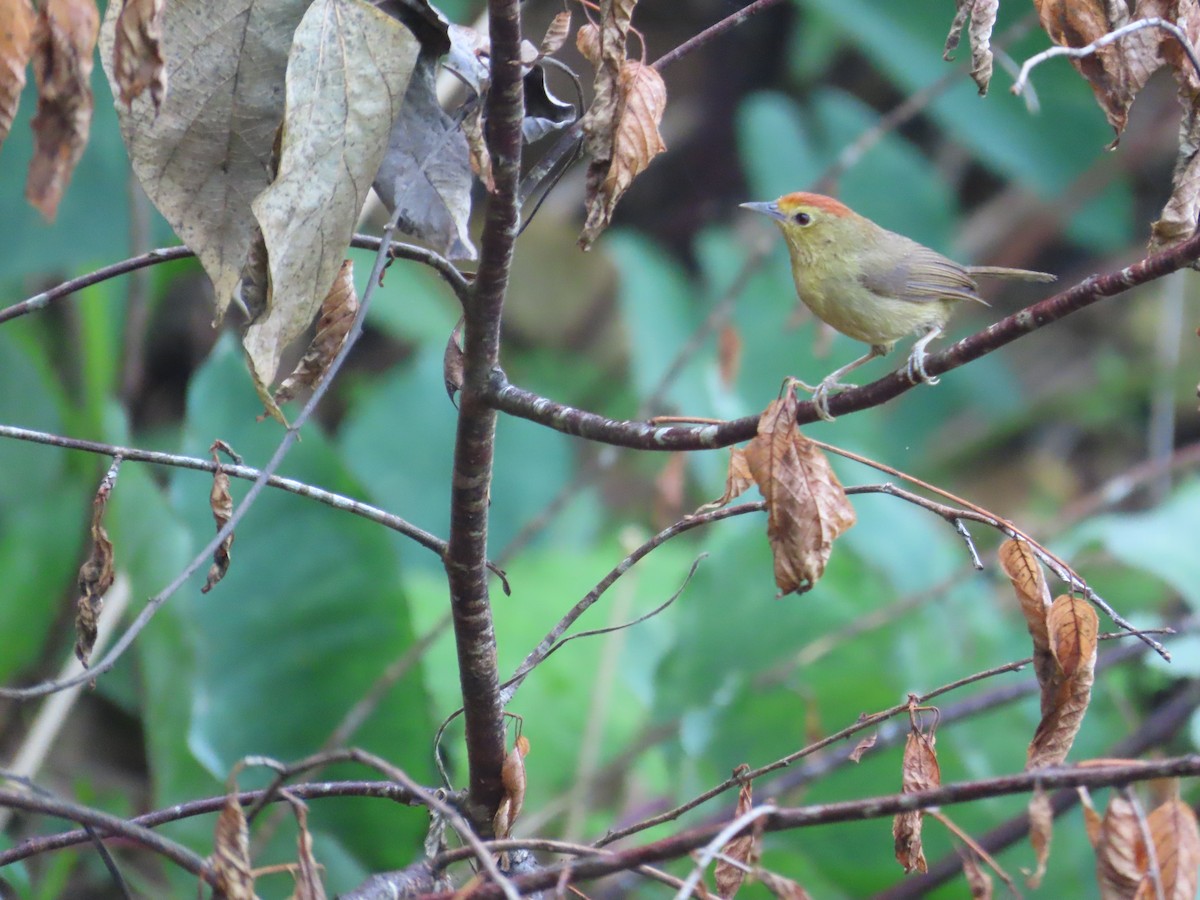 Rufous-capped Babbler - 韋勳 陳