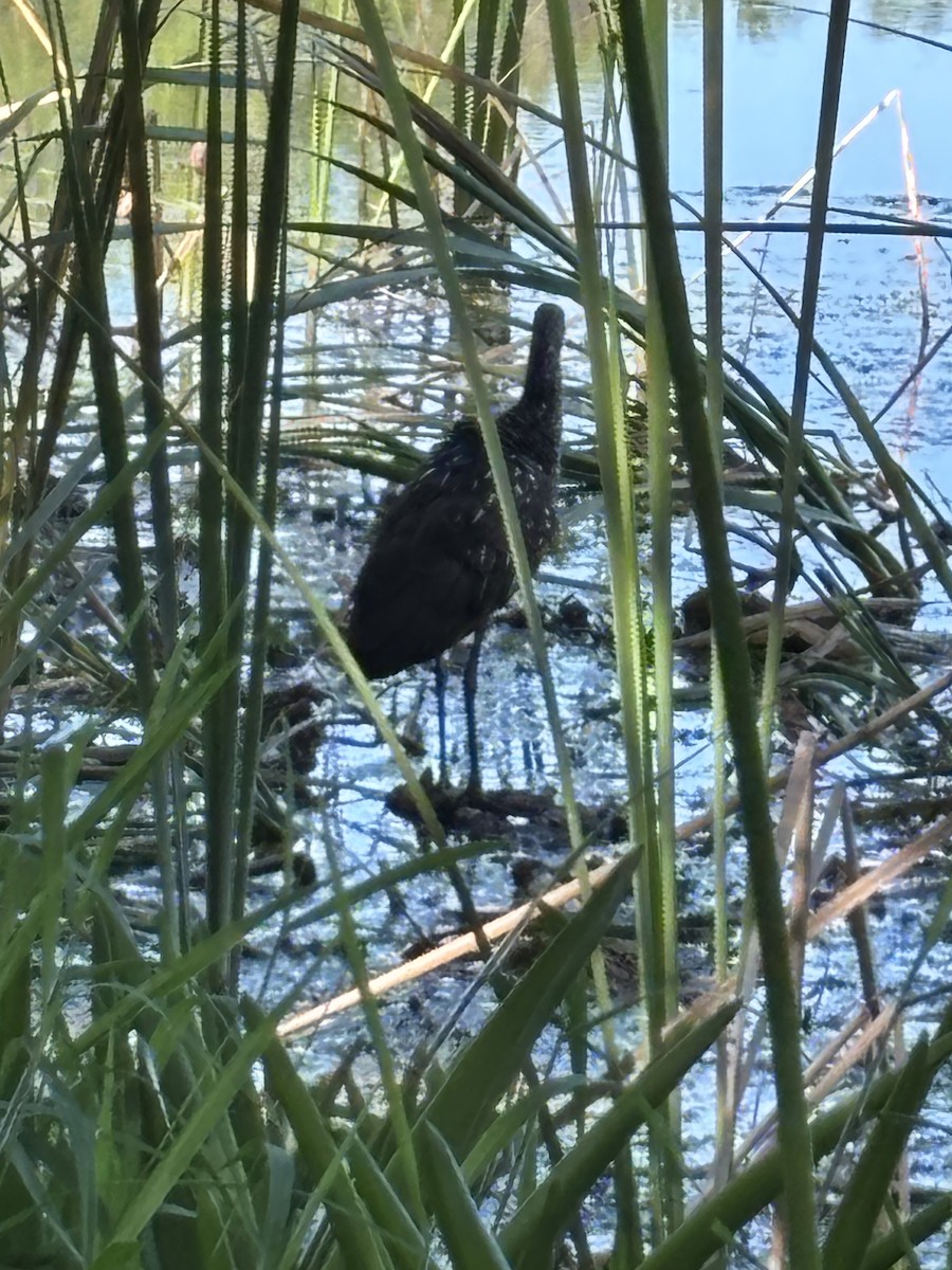 Limpkin - ML633163113