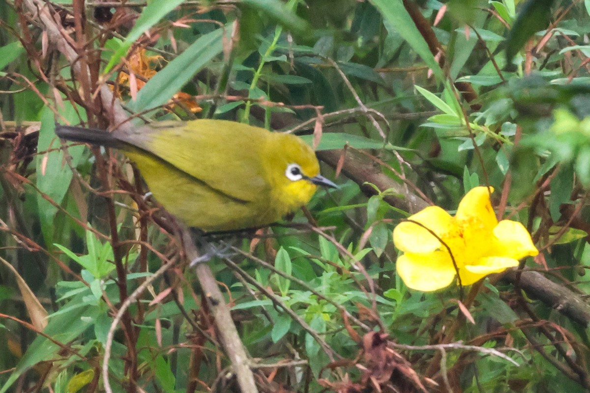 Green White-eye - ML633163181
