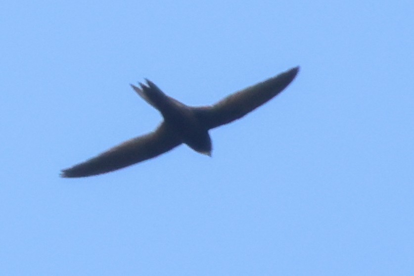 ミナミクロアマツバメ - ML633163244