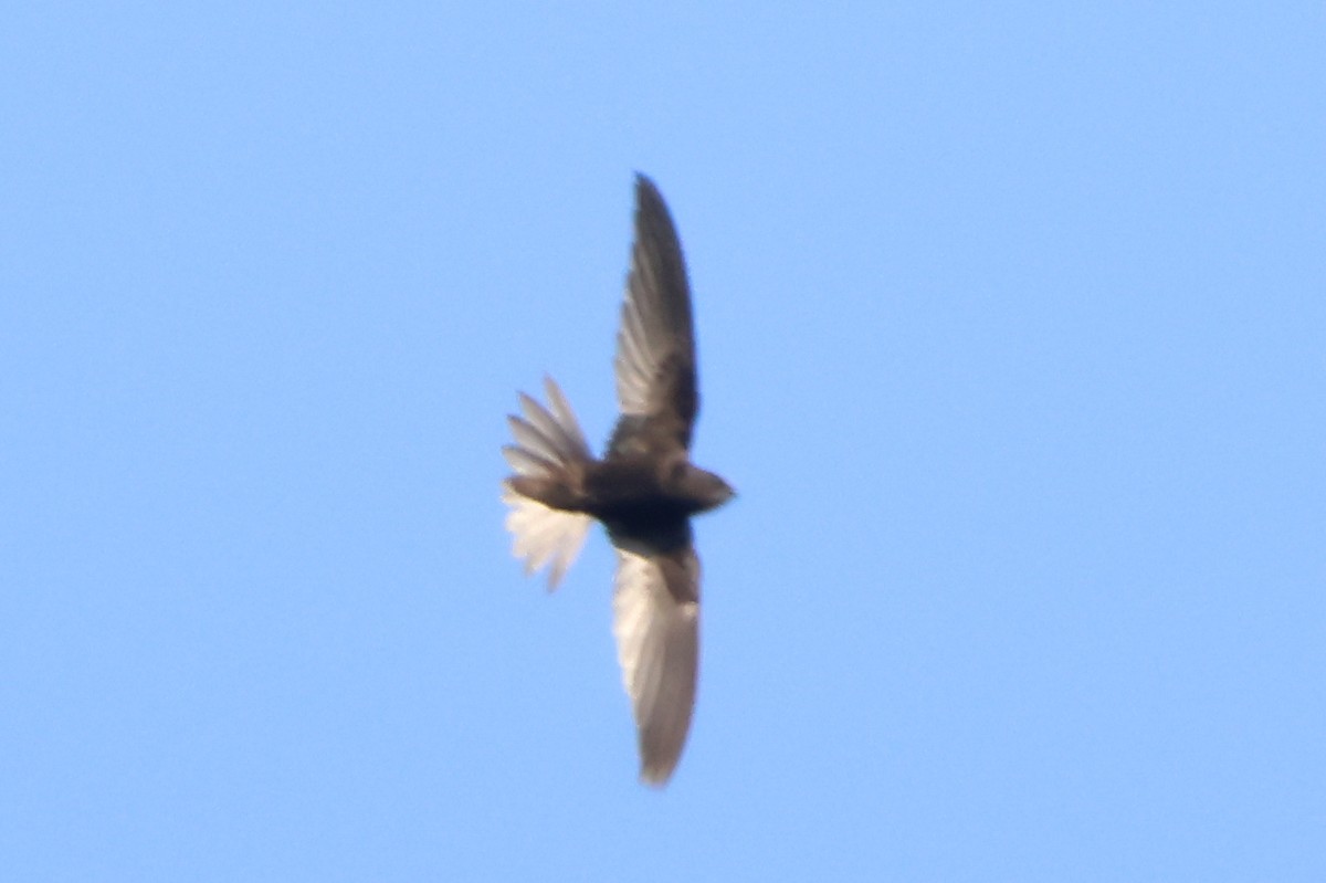 ミナミクロアマツバメ - ML633163245