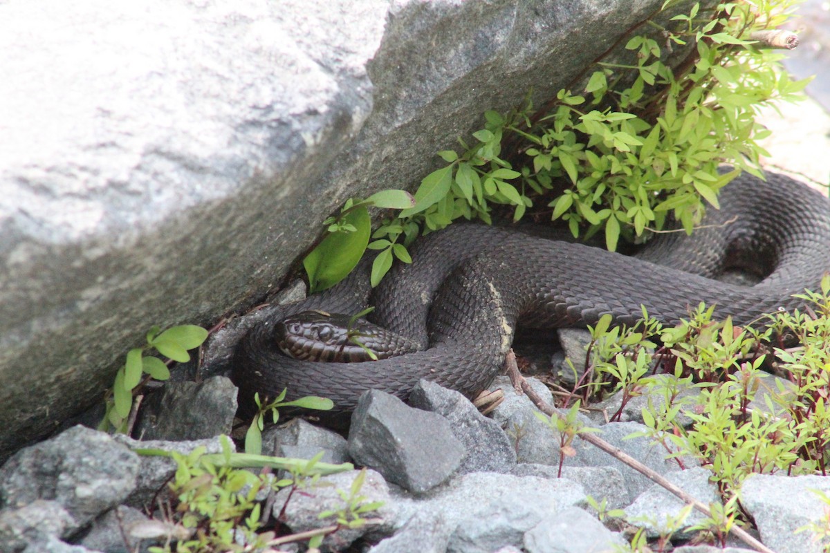 Common Watersnake - ML633163247