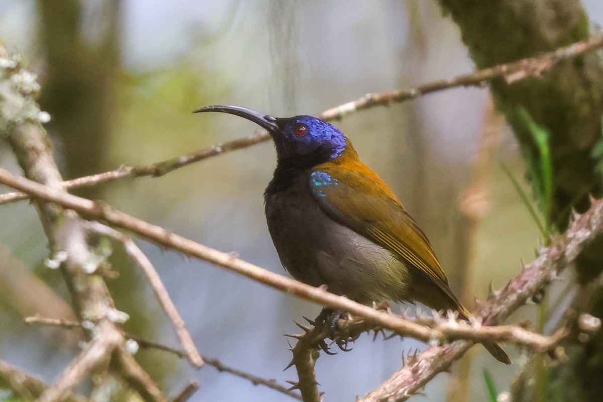 Blue-headed Sunbird - ML633163281