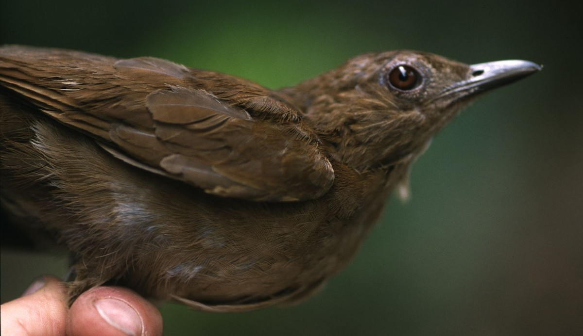 Hauxwell's Thrush - ML633163390