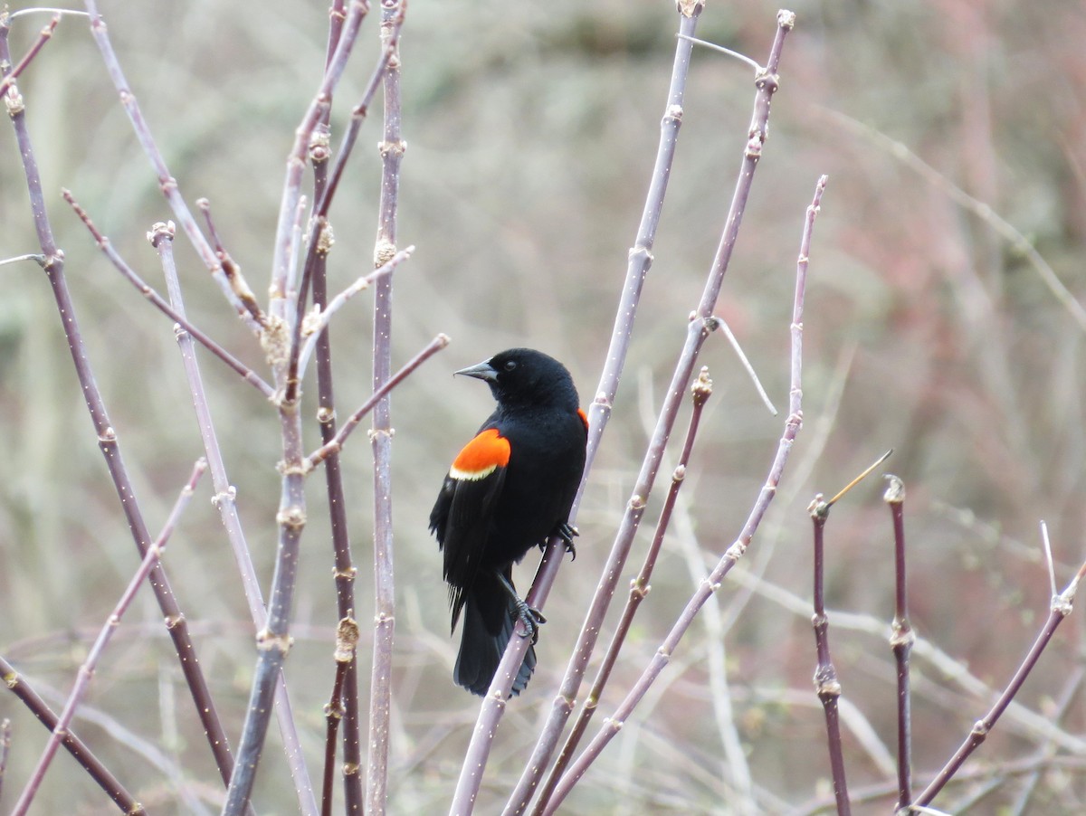 Red-winged Blackbird - ML633163686