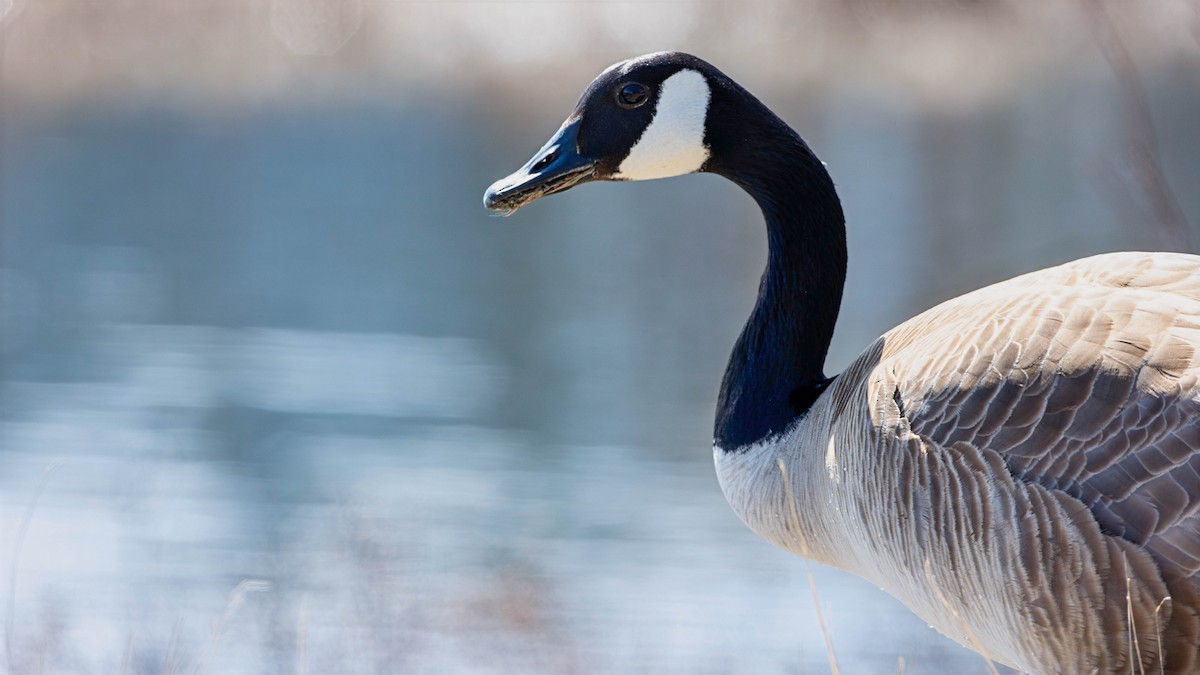 Branta kanadar handia - ML633163773