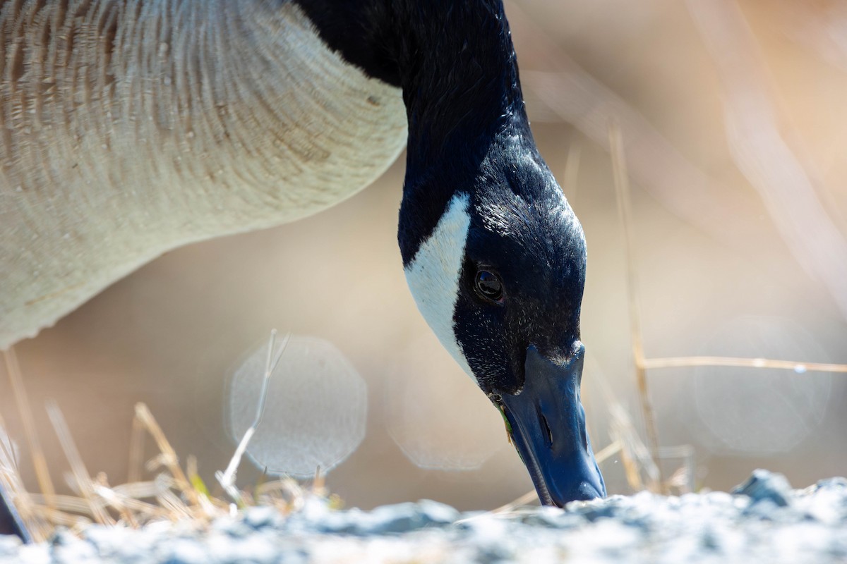 Branta kanadar handia - ML633163774