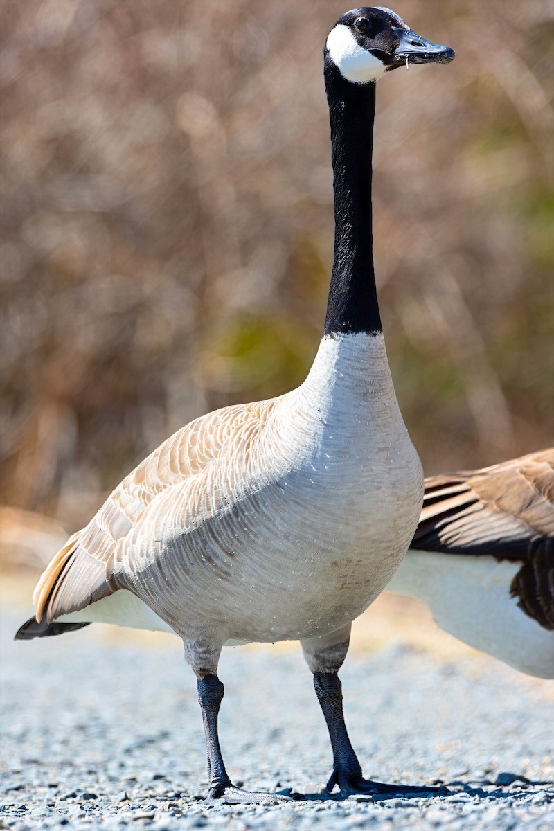 Branta kanadar handia - ML633163775