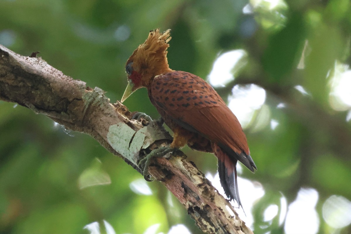 Chestnut-colored Woodpecker - ML633163806